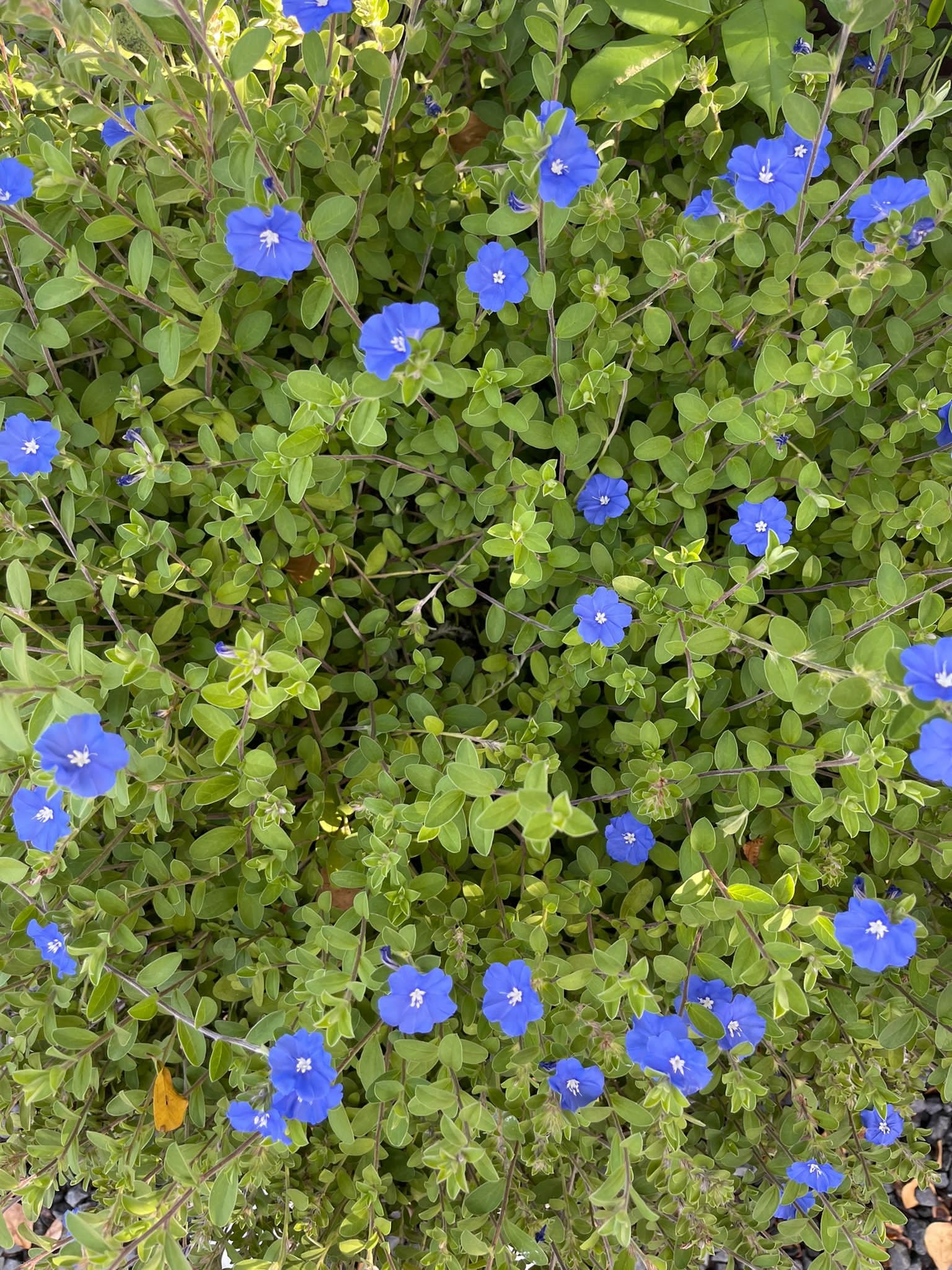  Blue flowers. 