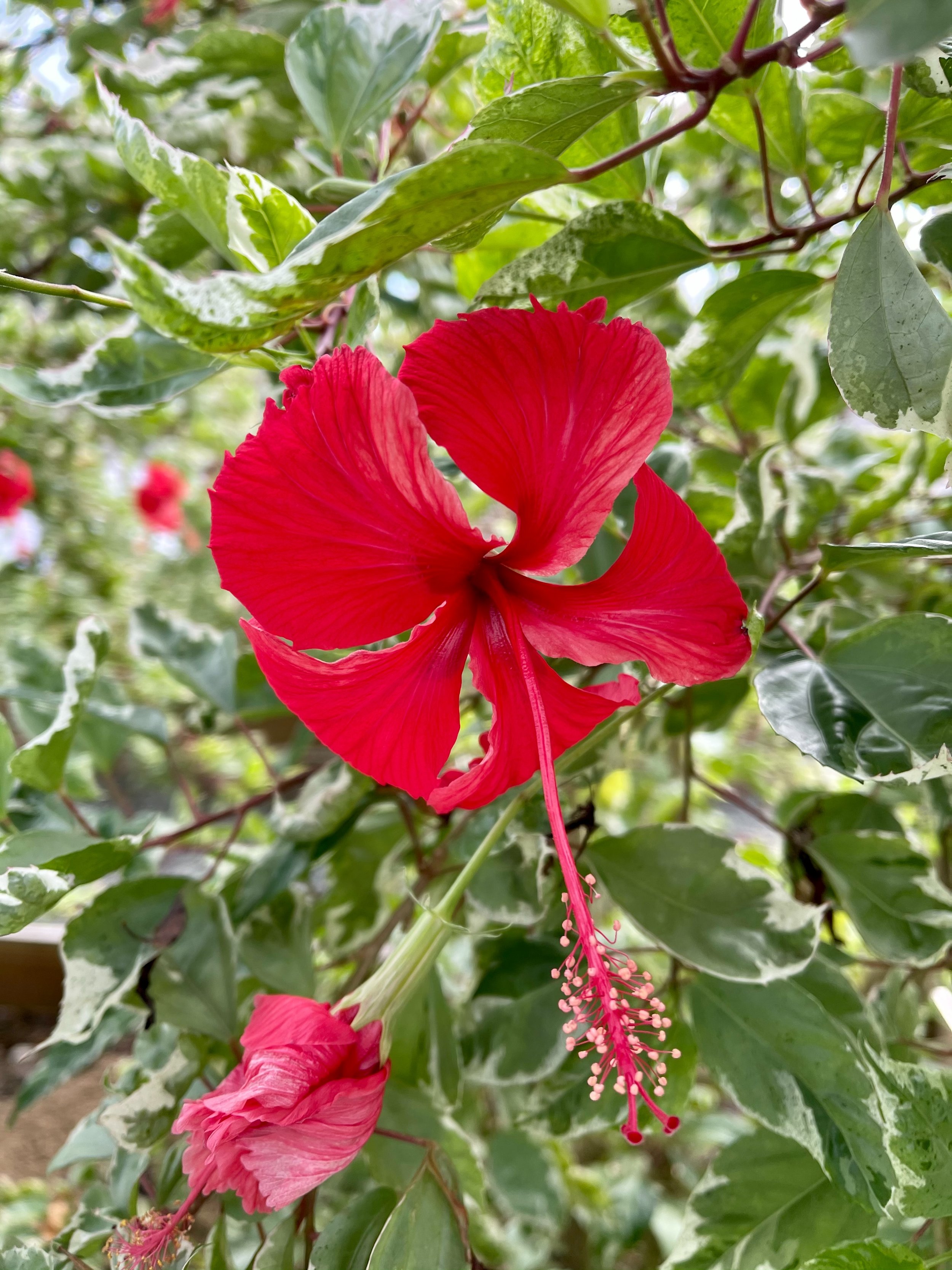  Hibiscus or “Amapola” Flower 
