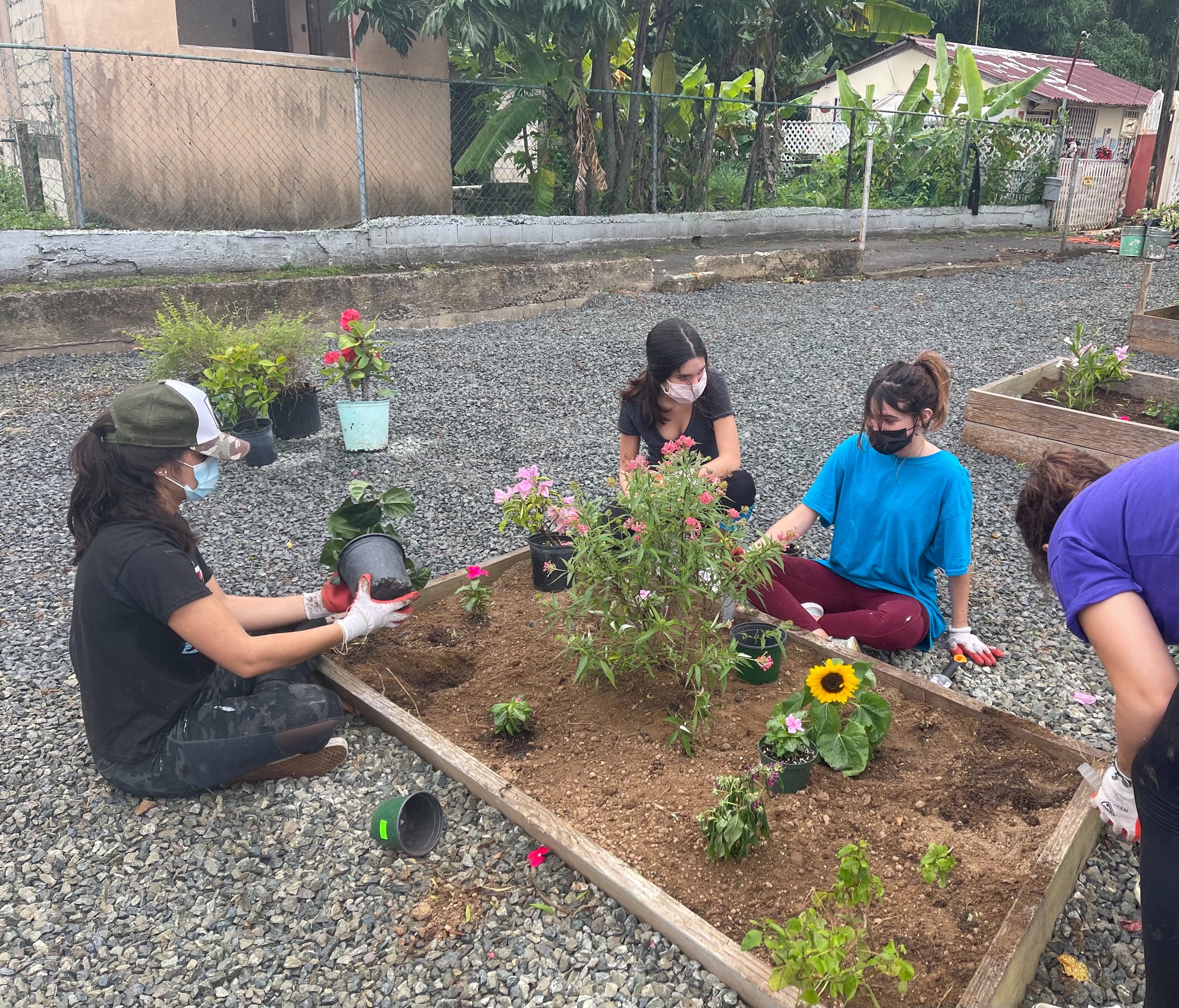  Volunteers planting plants 