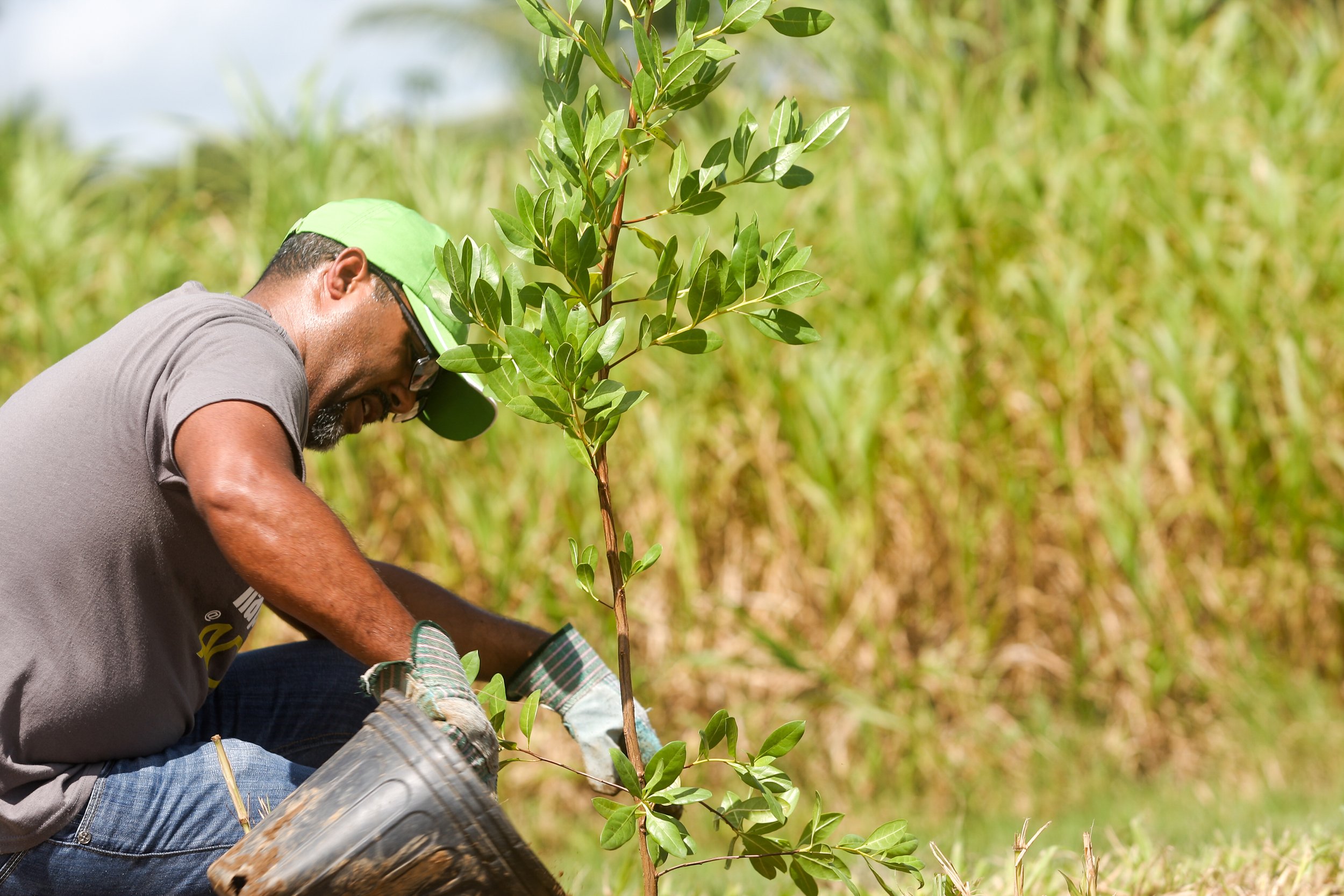  Volunteers planting trees 